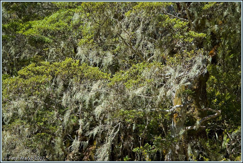 WV8X4947.jpg - Moss - Avalanche Peak Trail, Arthurs Pass National Park, New Zealand
